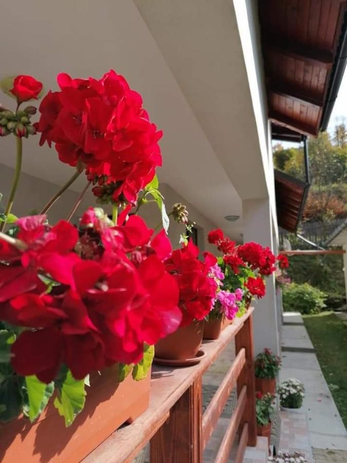 Гостевой дом Casa Ana Bicazu Ardelean
